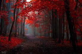 a beautiful footpath through trees with bright red leaves