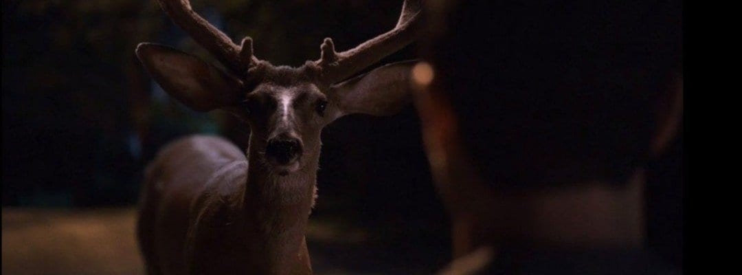 A deer stares straight ahead in the night