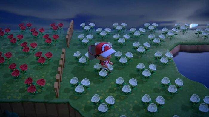 My character in Animal Crossing walking across a field of white roses.
