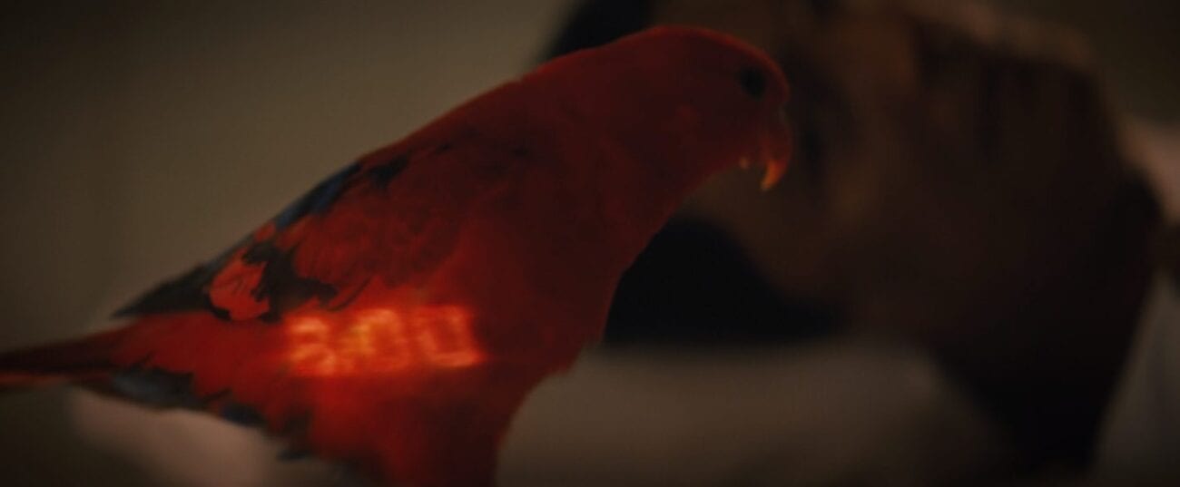 A red parrot close to the camera fills the frame and is the only thing in focus, the parrot has a digital clock display of 8:00 on it's feathers, Suhil;s (Adil Hussain) face is seen out of focus laying in the background