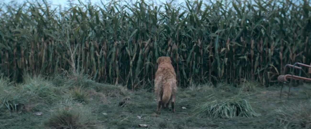 The Stand S1E9 - Kojak stands before a wall of corn, his tail down