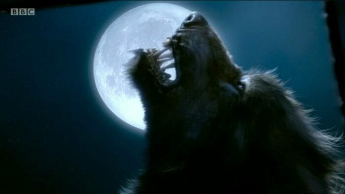 The werewolf howls at the moon after transforming