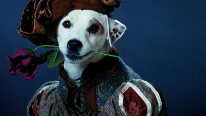 a Jack Russell terrier wearing a renaissance doublet and hat, and holding a rose in his teeth