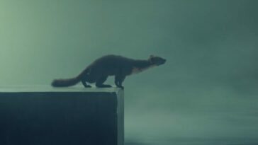 His Dark Materials S3E4 - Lyra's daemon Pan, in ferret form, stands at the edge of a pier, leaning out as far as possible over the water below