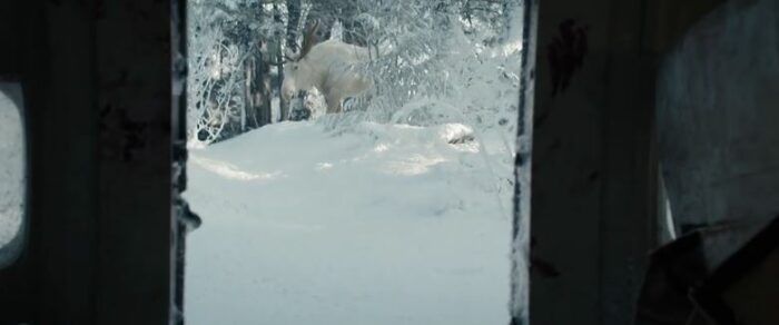 A white moose in the snow